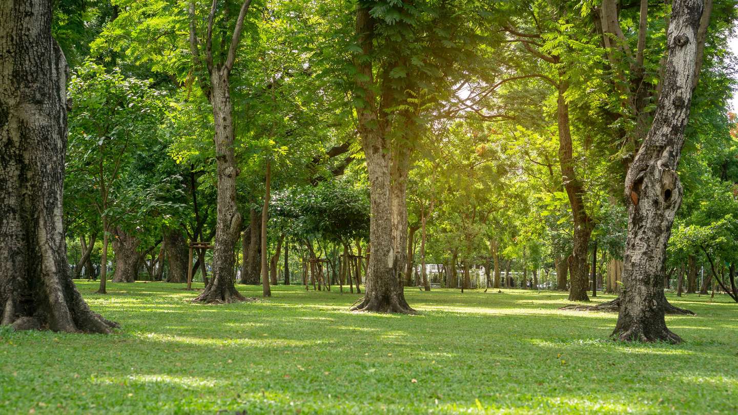 Sunlight filtering through a canopy of mature, healthy trees over a well-kept lawn
